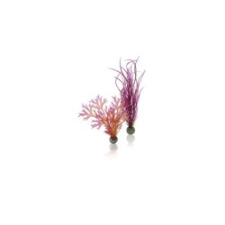 biOrb Set de plantes moyennes rouges et roses