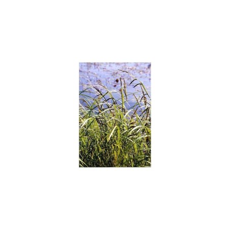 Plante Aquatique Carex acuta