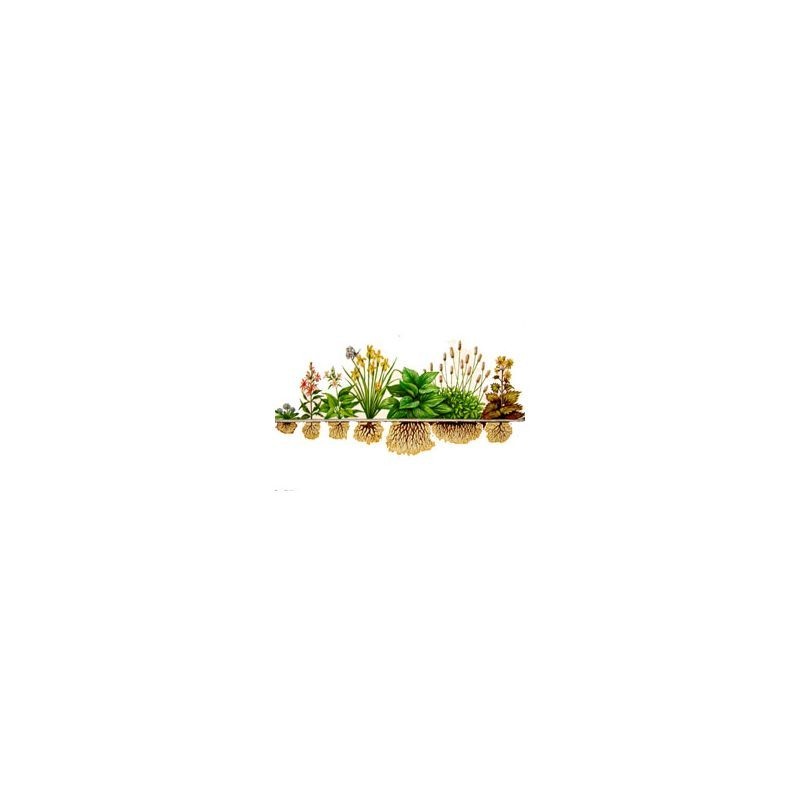 Lot de 9 Plantes Aquatiques et de rives + 1 nénuphar