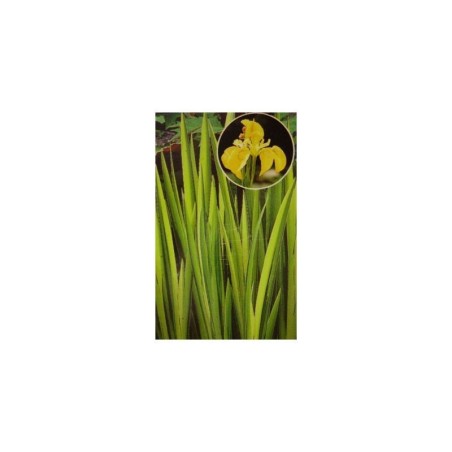 Plante Aquatique Iris pseudacorus variegatas