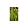 Plante Aquatique Iris pseudacorus variegatas