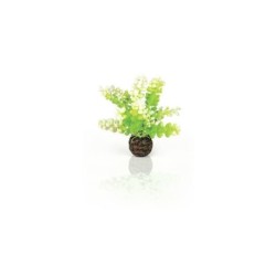 biOrb Caulerpe verte