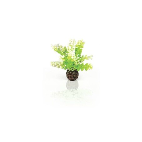 biOrb Caulerpe verte