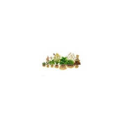 Lot de 18 Plantes Aquatiques et de rives