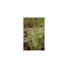 Plante Aquatique Equisetum japonicum