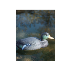 Canard colvert mâle