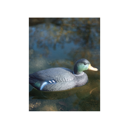 Canard colvert mâle