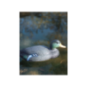 Canard colvert mâle