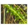 plante aquatique Elodea canadensis
