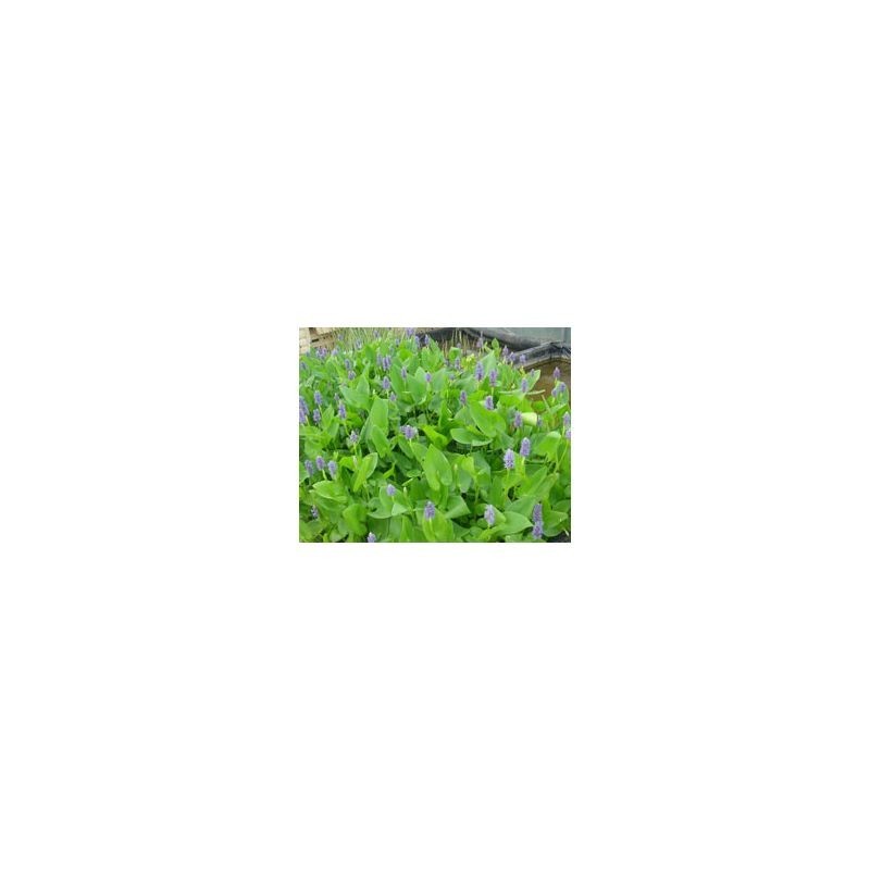 Plante Aquatique Pontederia cordata