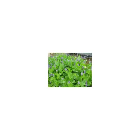 Plante Aquatique Pontederia cordata