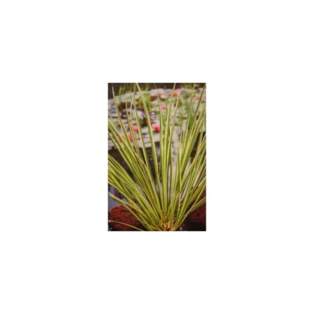 Plante Aquatique Acorus Gramineus Ogon
