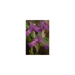 Plante Aquatique Iris laevigata bleu