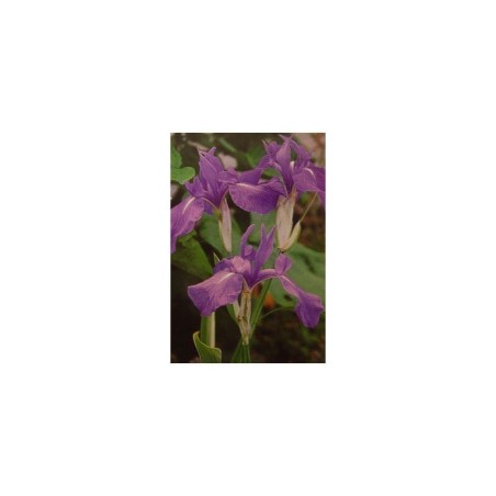 Plante Aquatique Iris laevigata bleu