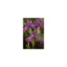 Plante Aquatique Iris laevigata bleu