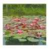 plante aquatique Nénuphar James Brydon