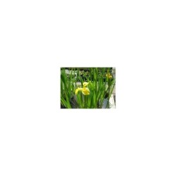 Plante Aquatique Iris pseudacorus