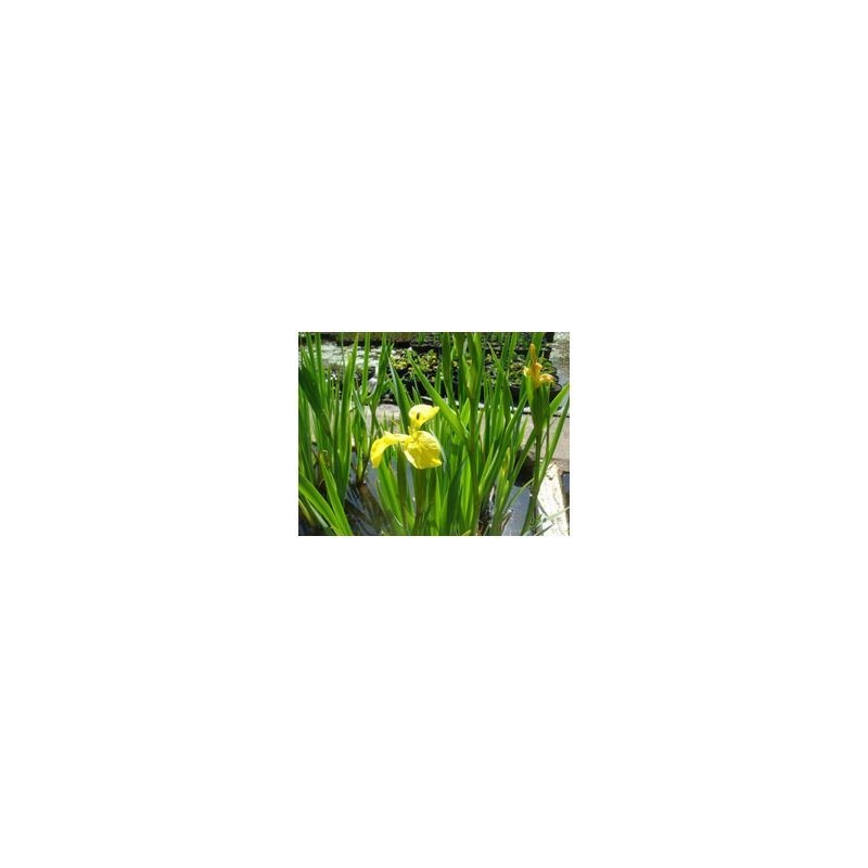 Plante Aquatique Iris pseudacorus