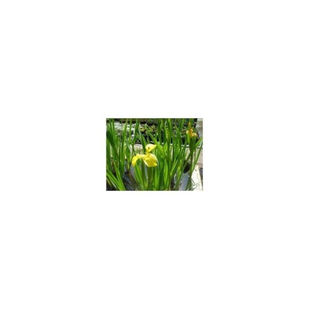 Plante Aquatique Iris pseudacorus
