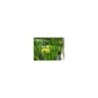 Plante Aquatique Iris pseudacorus