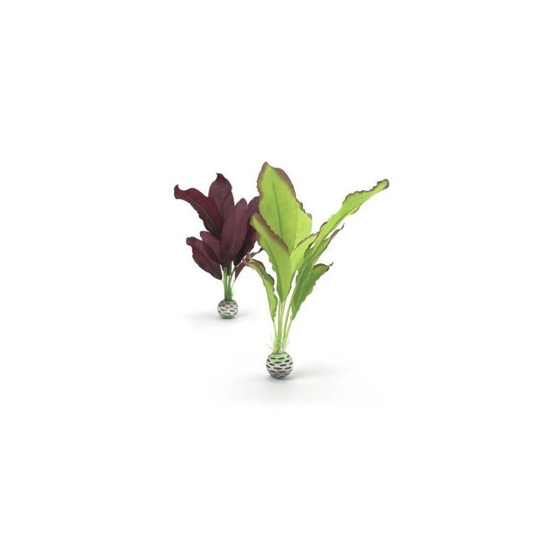 biOrb Set de plantes moyennes vertes et violettes
