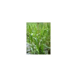 Plante Aquatique Phragmites australis