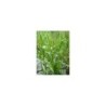Plante Aquatique Phragmites australis