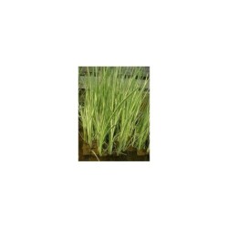 Plante Aquatique Acorus Calamus variegatus