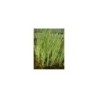 Plante Aquatique Acorus Calamus variegatus