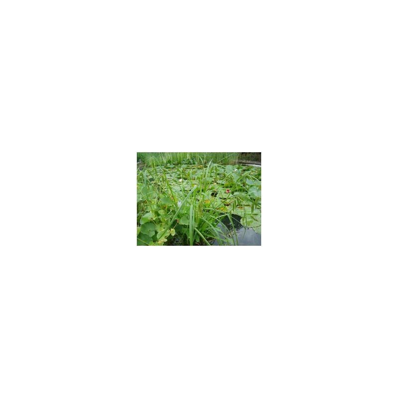 Plante Aquatique Carex pseudocyperus