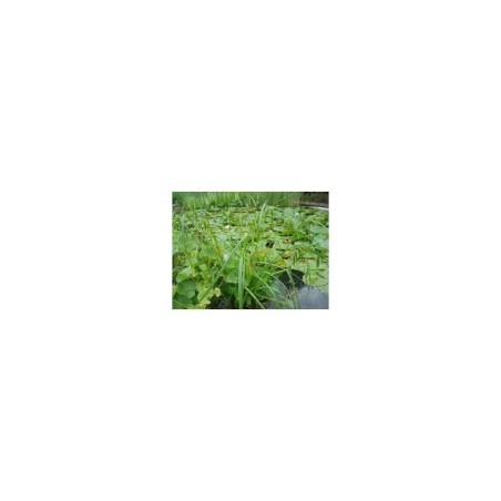 Plante Aquatique Carex pseudocyperus
