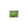 Plante Aquatique Carex pseudocyperus