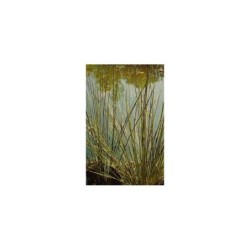 Plante Aquatique Juncus inflexus