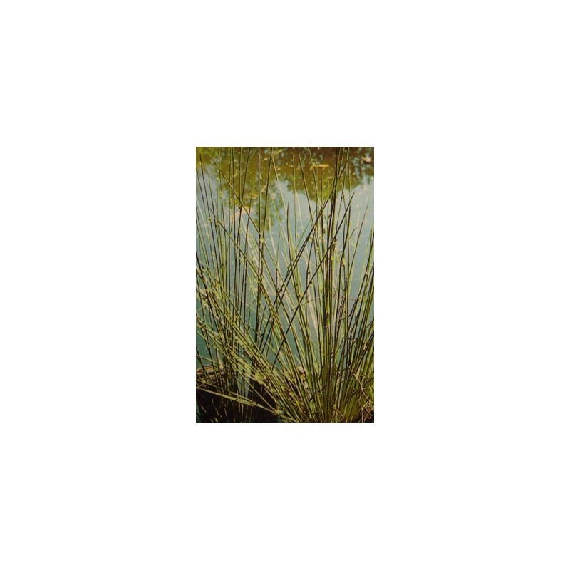 Plante Aquatique Juncus inflexus