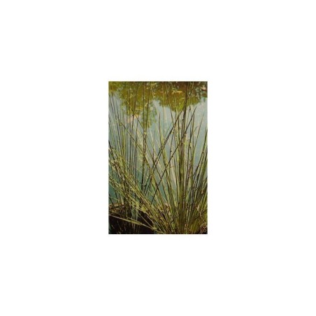 Plante Aquatique Juncus inflexus