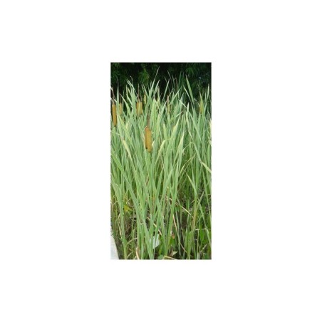 Plante Aquatique Typha angustifolia