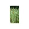 Plante Aquatique Typha angustifolia