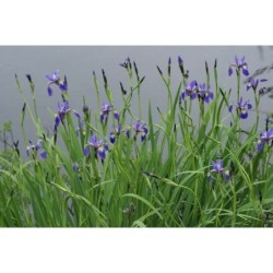 Plante Aquatique Iris versicolor