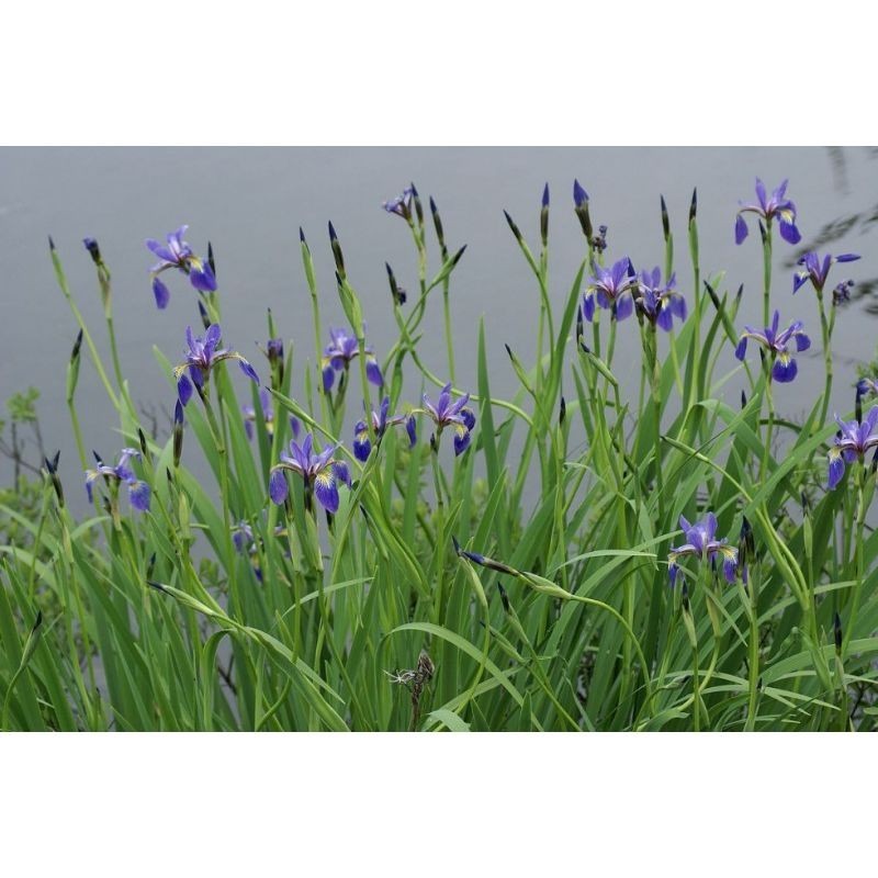 Plante Aquatique Iris versicolor