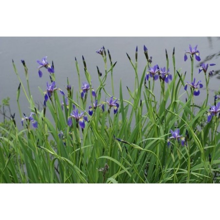 Plante Aquatique Iris versicolor
