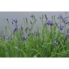 Plante Aquatique Iris versicolor