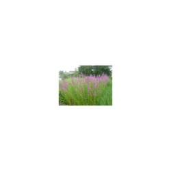 Plante Aquatique Lythrum salicaria