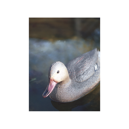 Canard colvert femelle