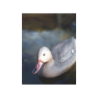 Canard colvert femelle