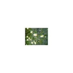 plante aquatique Ranunculus fluitans