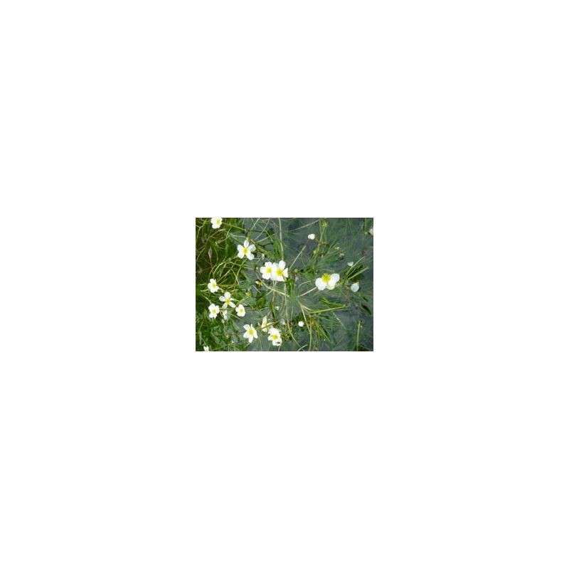 plante aquatique Ranunculus fluitans