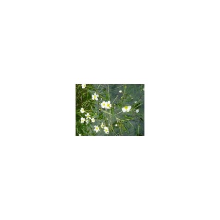 plante aquatique Ranunculus fluitans