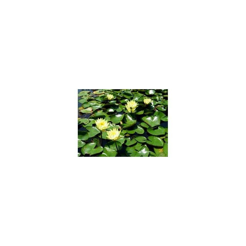 plante aquatique Nénuphar Colonel Welch
