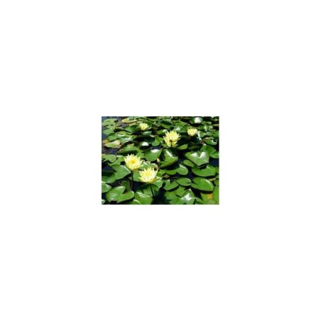 plante aquatique Nénuphar Colonel Welch