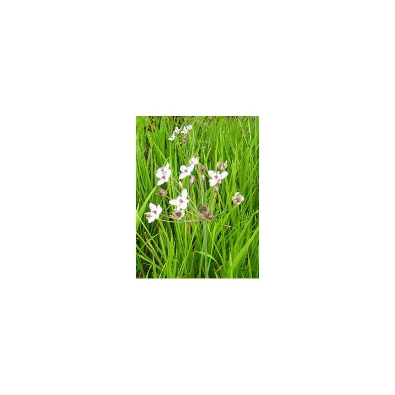Plante Aquatique Butomus umbellatus
